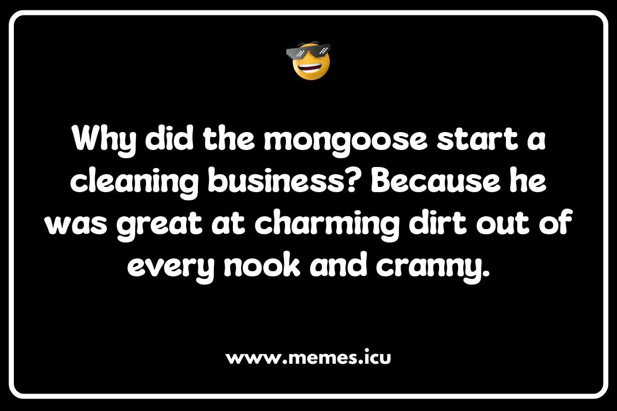 Mongoose on the Loose: Online Memes That'll Go Viral Funny mongoose memes: Hilarious animal jokes and memes about mongoose mayhem, mongoose versus cobra, and mongoose mischief.